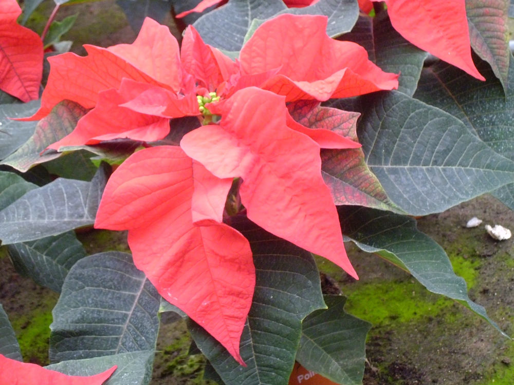P1000165
